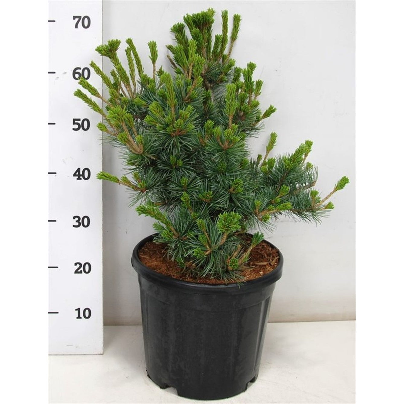 Japansk vittall – Pinus parviflora 'Negishi' - C13 50-60 cm.